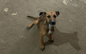Cachorrinha SRD, porte médio, caramelo, 1 ano e alguns meses de idade, dócil, tranquila. Come bastante e um pouco medrosa 