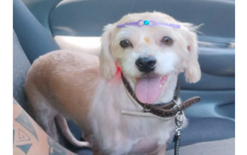 cachorrinha, 4 anos, raça lhasa apso, pelagem branca com marrom claro.