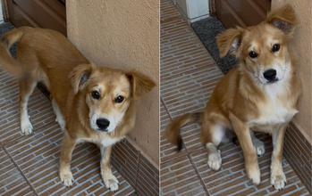 cadela, 6 meses, pelagem média, cor caramelo com manchas brancas no peitoral, focinho e patas. Muito lindinha