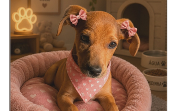 Nina cachorrinha, filhote, pelagem curta, toda caramelo. Muito lindinha.