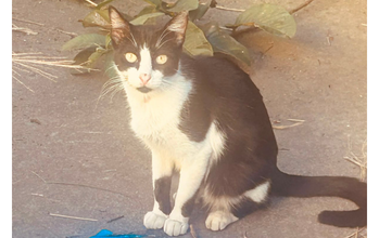 Oreo Gatinho SRD, 1 ano de idade, pretinho com manchinhas em branco, tipo frajola, muito dócil e lindinho