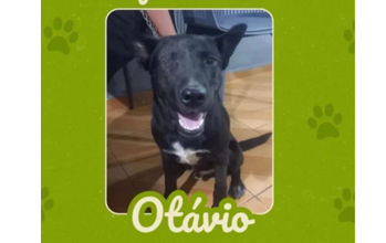 Otávio Cachorro SRD, jovem, pelo curto e preto, só tem um olho, super tranquilo e adapta a qualquer pessoa