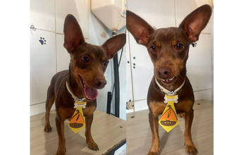 Otto cachorrinho, Pinscher, 2 anos, pelagem curta e toma marrom. Muito lindinho.