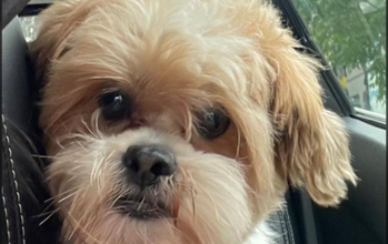 Cachorrinho de porte pequeno, da raça Lha Apso, bege, tem 7 anos de idade, companheiro, tranquilo, dócil e fofinho