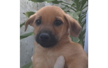 Paçoca cachorrinha, filhote, pelagem curta, caramelo, focinho preto. Muito linda.