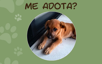 Paçoca Cachorrinho SRD, caramelo, 5 meses de idade. dócil e muito amoroso