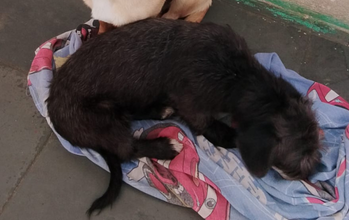 Pipoca cachorrinho, jovem, pelagem média, toda preta. Muito lindinho.