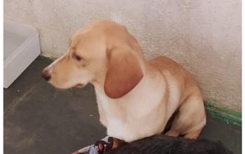cachorrinha, jovem, pelagem curta, toda caramelo amarelo. Muito linda.