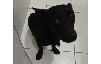  Foi resgatado da rua e está procurando um lar cheio de amor, cuidado e responsabilidade.Paçoca tem aproximadamente 1 ano e meio, Porte pequeno, Castrado, Vacinas quase todas em dia. Já passou por consulta veterinária. Muito educado e inteligente. Faz xixi e cocô somente na rua. Acostumado a ficar sozinho. Dócil e carinhoso. Paçoca é um cão companheiro, equilibrado e pronto para fazer parte de uma família que possa oferecer estabilidade e carinho. Infelizmente, por solicitação da imobiliária 