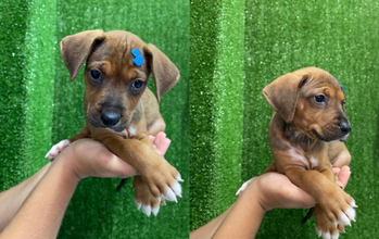 Cachorrinho SRD, de 2 meses de idade, caramelo com as patinhas brancas, muito dócil e lindinho
