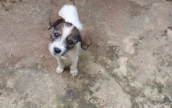 Paçoca Cachorrinnho SRD, 4 meses de idade, branquinho com manchinhas em marrom, parece com um Jack Russell Terrier, curioso, espertinho e sapequinha, muito lindinho