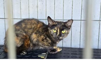 Gatinha escaminha. laranjado com marrom, rajado, olhos na cor mel, muito lindinha e com 5 meses de idade