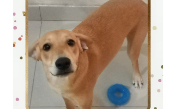 caozinho, 9 meses, porte médio, caramelo e muito lindo