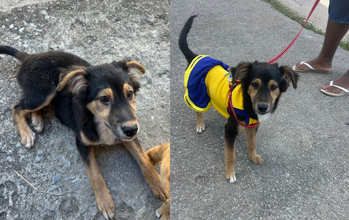Pandinha Cachorrinha SRD, de 6 meses de idade, pretinha, peludinha, porte médio, muito lindinha e dócil