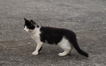 gatinho, macho, filhote, pelagem preta no dorso, cauda, cabeça e branca na barriga, peitoral, pescoço e focinho. Muito fofinho.
