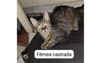 Pandora Gatinha SRD, 6 meses de idade, cinza rajada, castrada, calma e lindinha