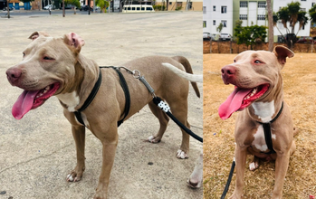 cadela, raça Pitt Bull, pelagem curta, marrom clara acinzentada com mancha branca no peitoral. Muito linda.