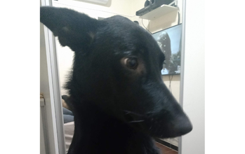 Pandora Cachorrinho da raça Pastor Belga, são dois irmãos, inseparavéis, pretos, jovens, lindos e dóceis