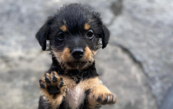 Pandora Cachorrinha SRD, pretinha e peludinha, porte médio, 5 meses de idade,Tranquila, muito brincalhona e lindinha