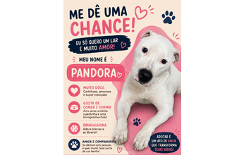 Pandora Cachorrinha Pitbull, branquinha, 9 meses de idade, muito dócil, mansa e lindinha
