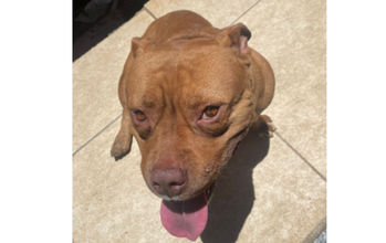 Pandora American Bully, macho, 4 anos de idade, na cor caramelo e muito dócil