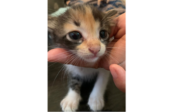 Pandora Gatinha siamesa, tricolor, com 1 mês de idade, muito linda e doida para ter um novo lar.