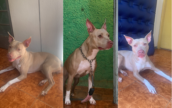 Pandora Cachorrinha da raça American Bully, cinza com branco, 2 anos de idade,docil, agitada e brincalhona