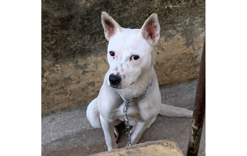 Pandora cadela, porte grande, raça pitbull com chow-chow, pelagem curta, branca, com manchinhas pretas nas orelhas e no focinho. Muito linda.