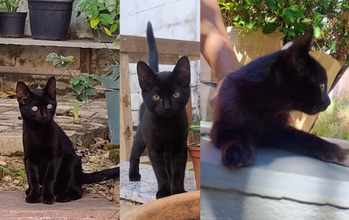 Pantera gatinha, filhote, pelagem toda preta e olhos verdes. Muito linda.