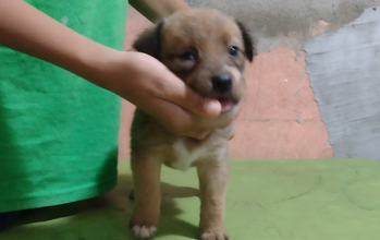 Filhote (sem nome) cachorrinha, filhote, pelagem média, cor marrom claro com mancha branca no peitoral. Muito fofa.