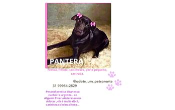 Pantera Cachorrinha, porte médio, pelagem curta e preta, de 1 ao de idade, muito linda e brincalhona