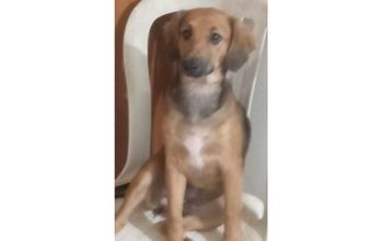 cachorrinha, 8 meses, pelagem marrom com mancha branca no peito e manchas pretas na cabeça e manchas pretas no dorso e pescoço