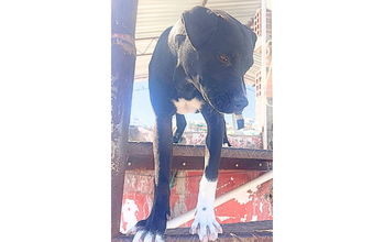 Pantera cadela, porte grande, 8 meses, pelagem curta e preta, com machas brancas no peitoral e nas patas. Muito linda.
