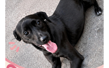 Pantera cachorrinha, adulta, porte médio, pelagem curta, toda preta. Muito linda.