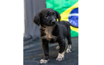 cachorrinho, filhote, pelagem média, preta e com manchas brancas no peitoral e patinha. Muito fofinho