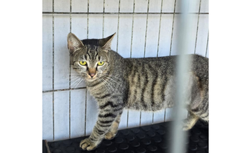 Gatinha SRD, cinza rajado, 7 meses de idade, precisa de mais tempo para se adaptar com as pessoas e não é sociável com outros animais, muito lindinho