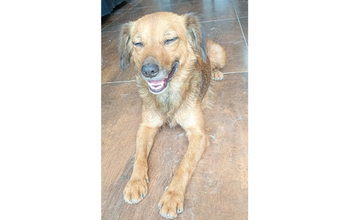 Patinha cachorrinha, adulta, pelagem curta/média, caramelo com traços pretos. Muito linda.