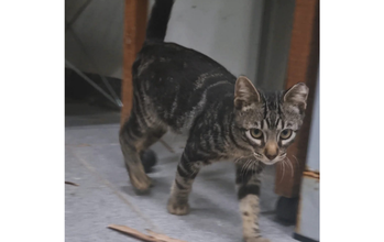 Gatinho sem raça definida, cinza escuro rajado, de 5 meses de idade, castrado, FIV e FELV, vermifugado e sem ectoparasita, muito dócil e lindinho.