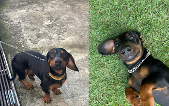 Pelé cachorrinho, Dachshund, pelagem preta com machinhas marrons em patas, peitoral e cara. Muito lindinho.