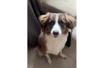 Pellucci Cachorrinho SRD, muito parecido com Border Collie, de 1 ano de idade, peluda na cor marrom com branco, muito dócil e lindo