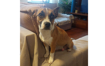 Pérola Cachorrinho SRD, porte médio, caramelo com manchas brancas, menos de 1 ano de idade,Super dócil e carinhosa, adora contato e carinho; está sempre atrás da gente.