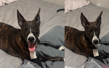 cachorrinha, filhote, porte médio, pelagem curta, tigrada de preto com marrom e mancha branca no focinho e peitoral. Muito linda.