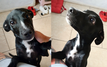 Pinguinho cachorrinho, 4 meses, pelagem curta, preta e com manchinhas brancas no peito. Muito lindinho