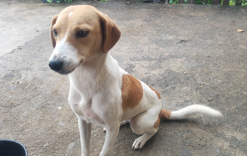 Pintadinha Cachorrinha SRD, de 1 ano de idade, pelagem curta branca e com manchinhas em caramelo, muito carinhosa e linda