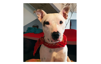 Pipa Cachorro da raça Pitbull, de 3 anos de idade, branco com manchinhas pretas pelo corpo, nas pontas de orelhas e no olho direito, muito dócil.