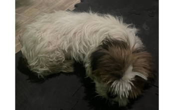 Pipoca cachorrinha, raça Lhasa apso, porte pequeno, pelagem longa branca por todo o corpo e marrom e preto na cabeça. Muito linda.