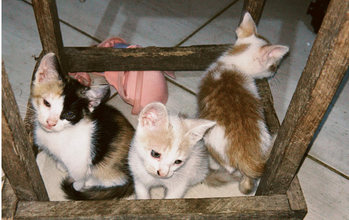 Gatinho SRD, 1ano e 7 meses de idade, branco com manchas amarelinas e muito fofinho