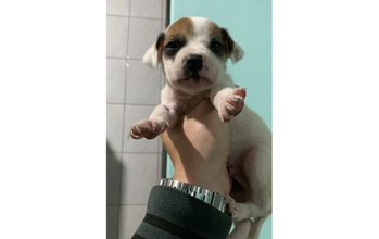 Pipoca cachorrinha, filhote, pelagem curta, branca, com manchas marrons/pretas nas duas orelhas e nos dois olhos e focinho preto. Muito fofinha.