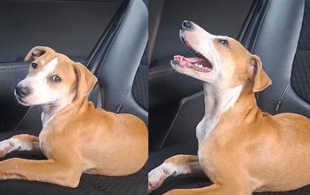 cachorrinha, filhote, porte pequeno, pelagem curta, caramelo com mancha branca no peitoral, pescoço, focinho, testa e patinha. Muito fofa.