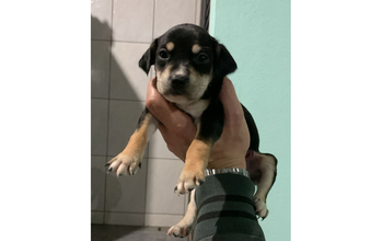 Piquitita cachorrinha, filhote, pelagem curta, preta com manchinhas marrom claro nas patinhas, peitoral, focinho e sobrancelhas. Muito lindinha.